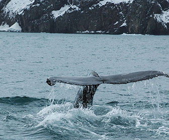 avistamiento de ballenas en Islandia