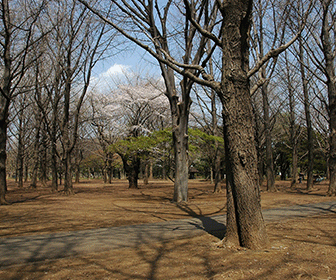 Parque yoyogi tokio